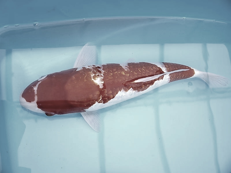 Killikus® Fotographie Killikus® Fotographie